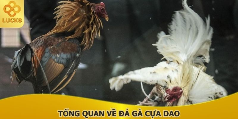 tong-quan-ve-da-ga-cua-dao