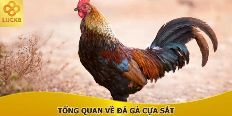 tong-quan-ve-da-ga-cua-sat