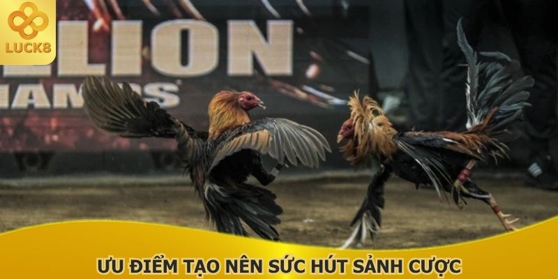 uu-diem-tao-nen-suc-hut-sanh-cuoc