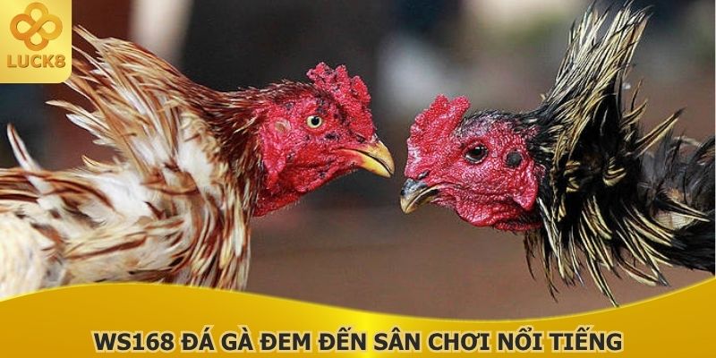 ws168-da-ga-dem-den-san-choi-noi-tieng